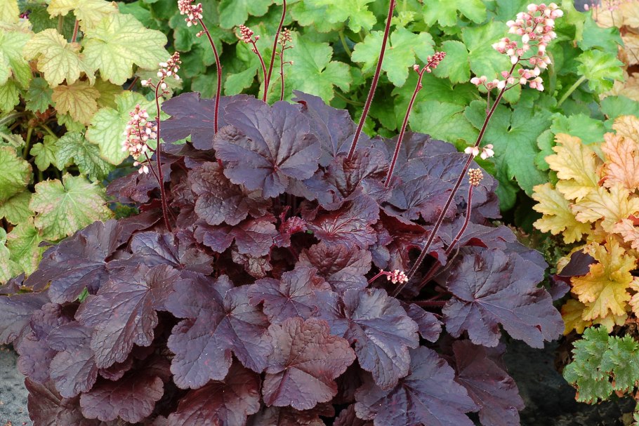 Гейхера Heuchera Obsidian