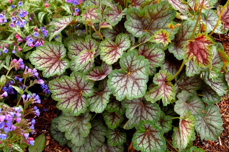 Гейхера Грин Spice