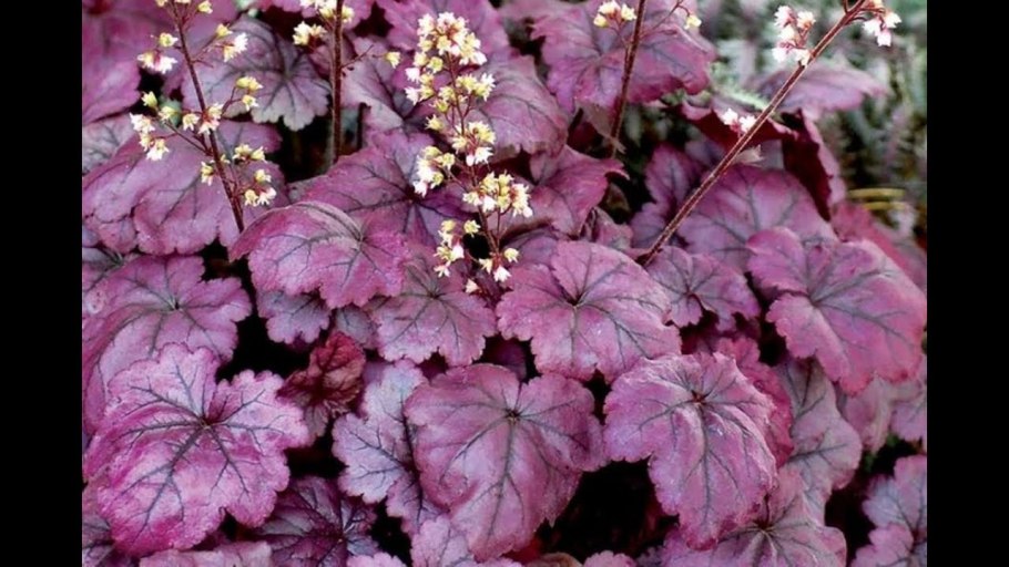 Гейхера Плюм рояль