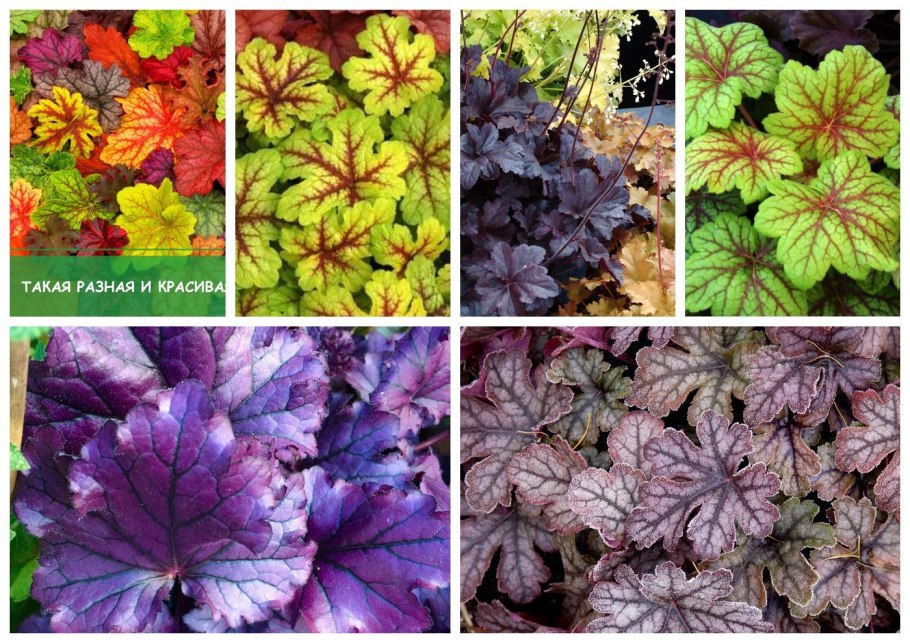 Гейхера семейства камнеломковых