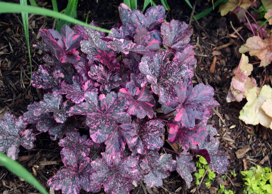 Гейхера Миднайт Роуз