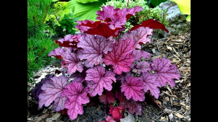 Гейхера Plum Crazy