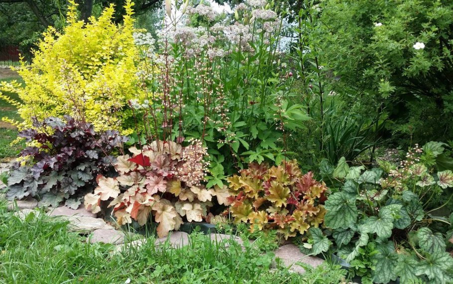 Клумба Волжанка астильба Хоста