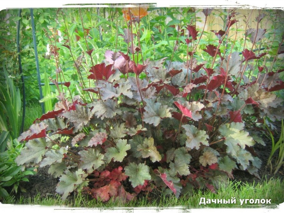 Гейхера Блуберри