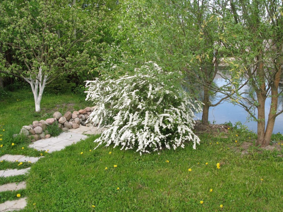 Ива шаровидная Живая изгородь