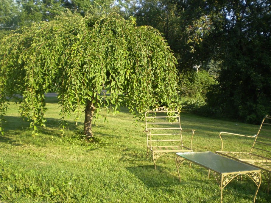 Ива Вавилонская пекинская Пендула