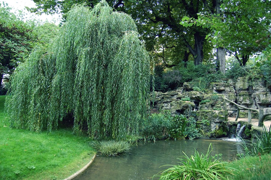 Ива гибридная Плакучий Гном