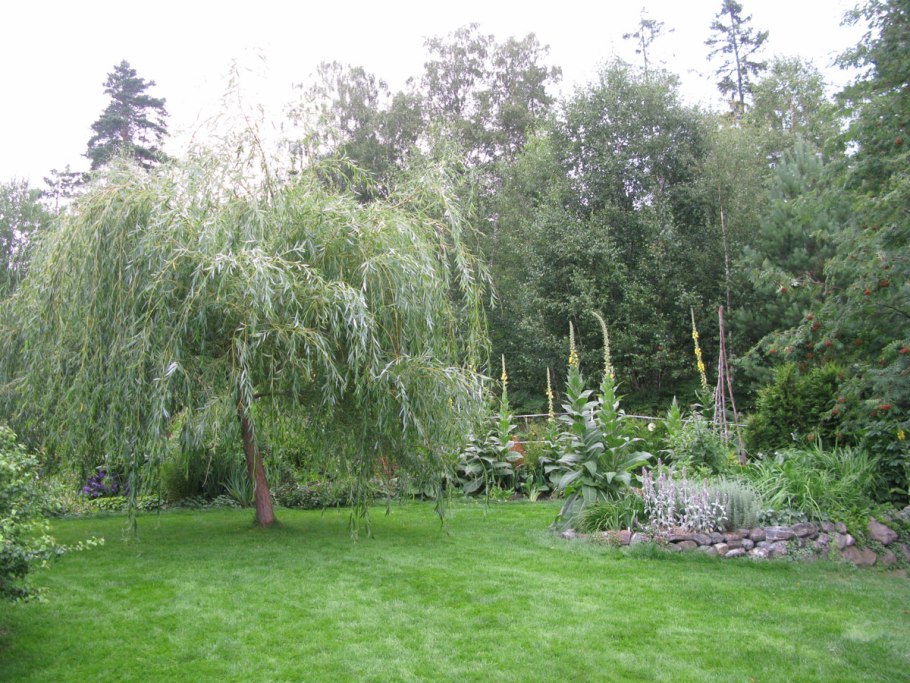 Ива плакучая в ландшафтном