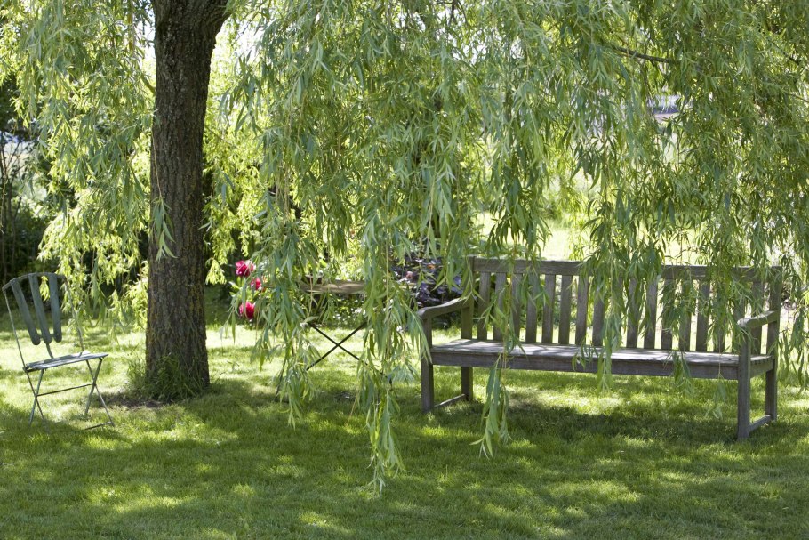 Ива плакучая беседка