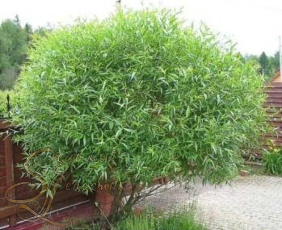 Ива ломкая шаровидная