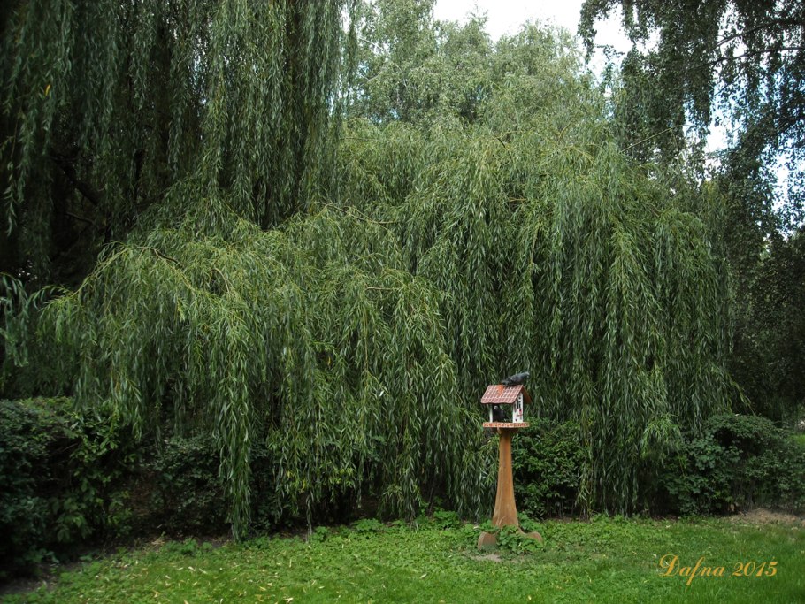Береза повислая Юнги Betula pendula Youngii