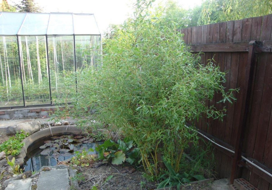 Ива лохолистная серебристая