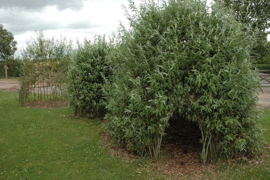 Ива повислая