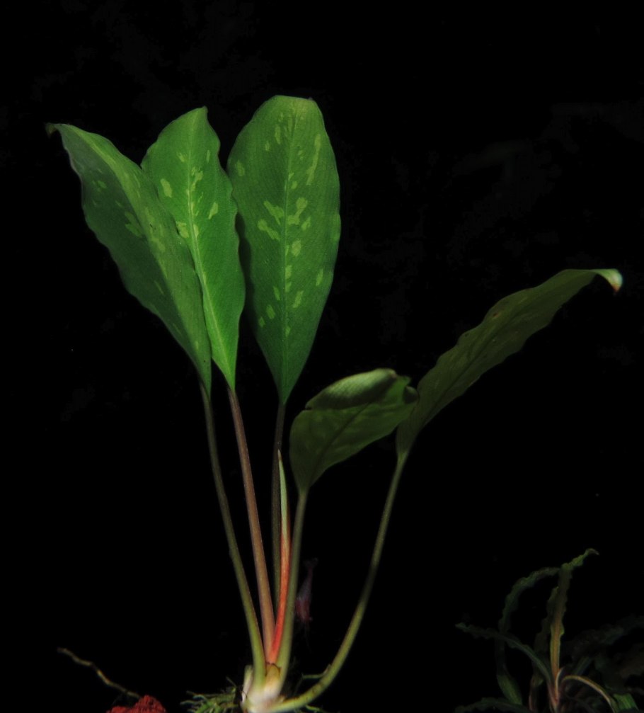 Пиптоспата Ридли