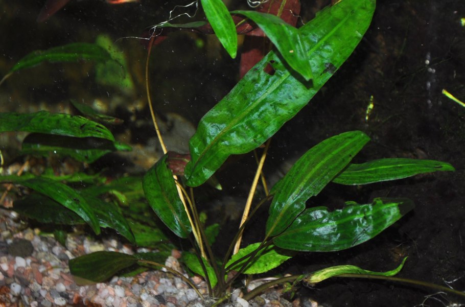 Анубиас ланцетный
