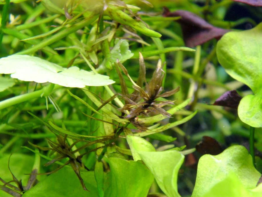 Эхинодорус Рэд Даймонд