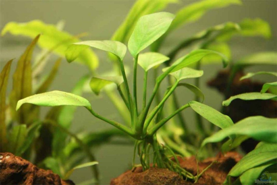 Валлиснерия и Криптокорина