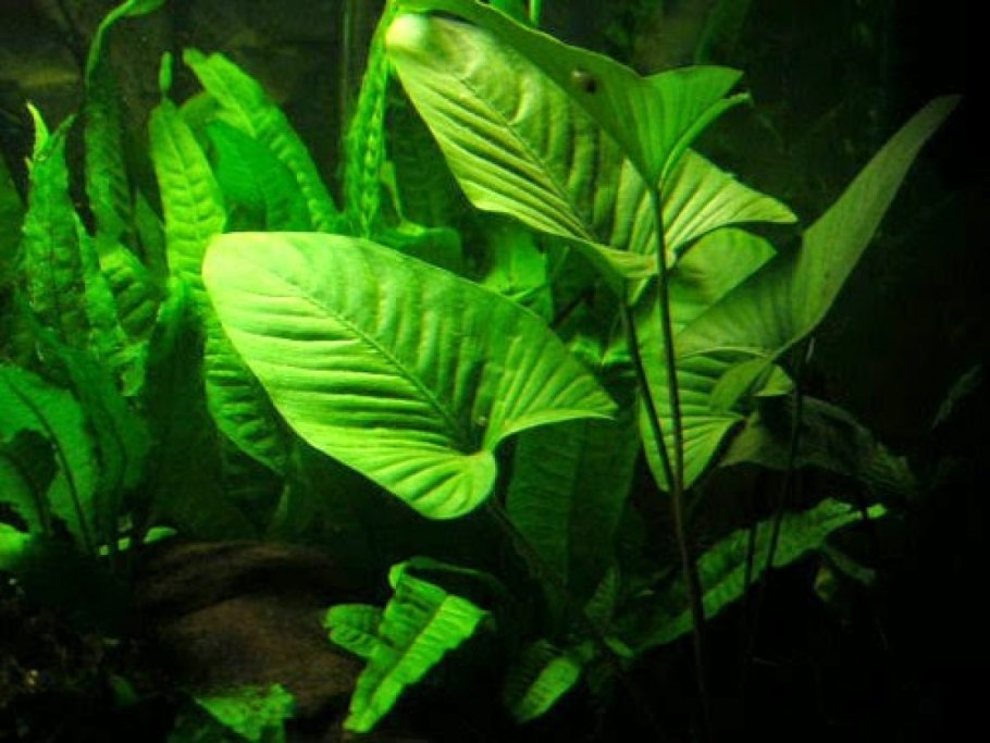 Анубиас аквариумное