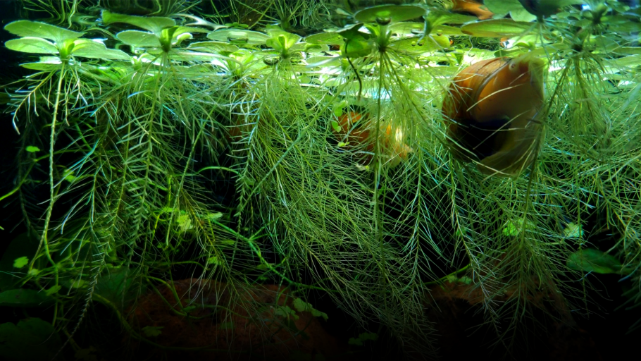 Растение Криптокорина