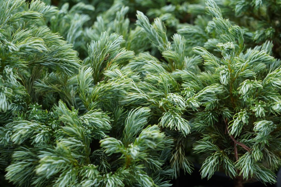 Кипарисовик горохоплодный «булевард» Chamaecyparis pisifera “Boulevard”