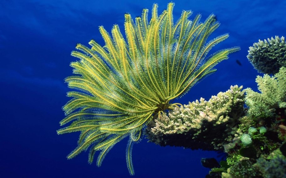 Морские лилии Ордовик