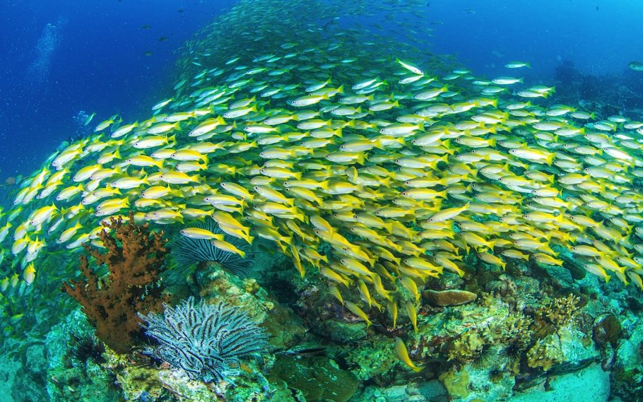 Промысловые гидробионты Тихого океана