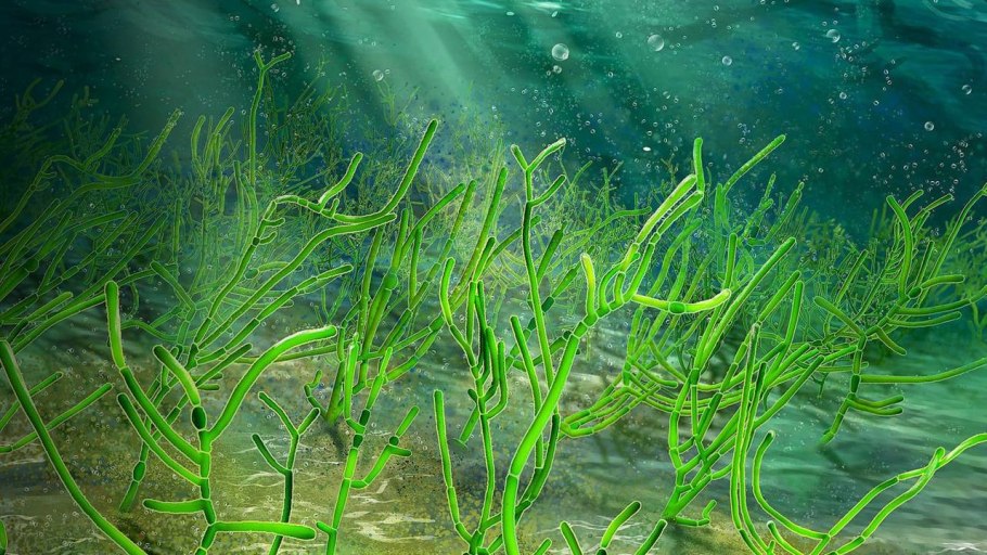 Зеленые водоросли Chlorophyta