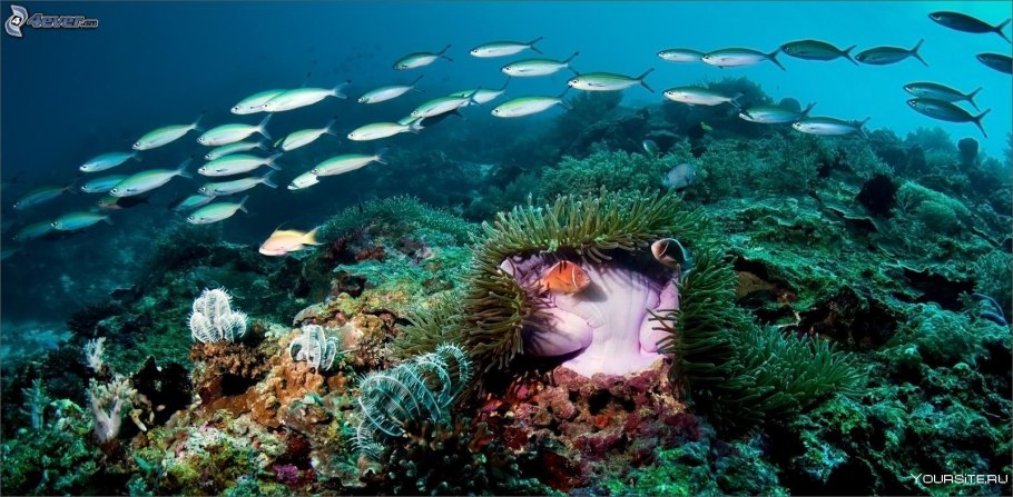 Подводные обитатели озера Байкал