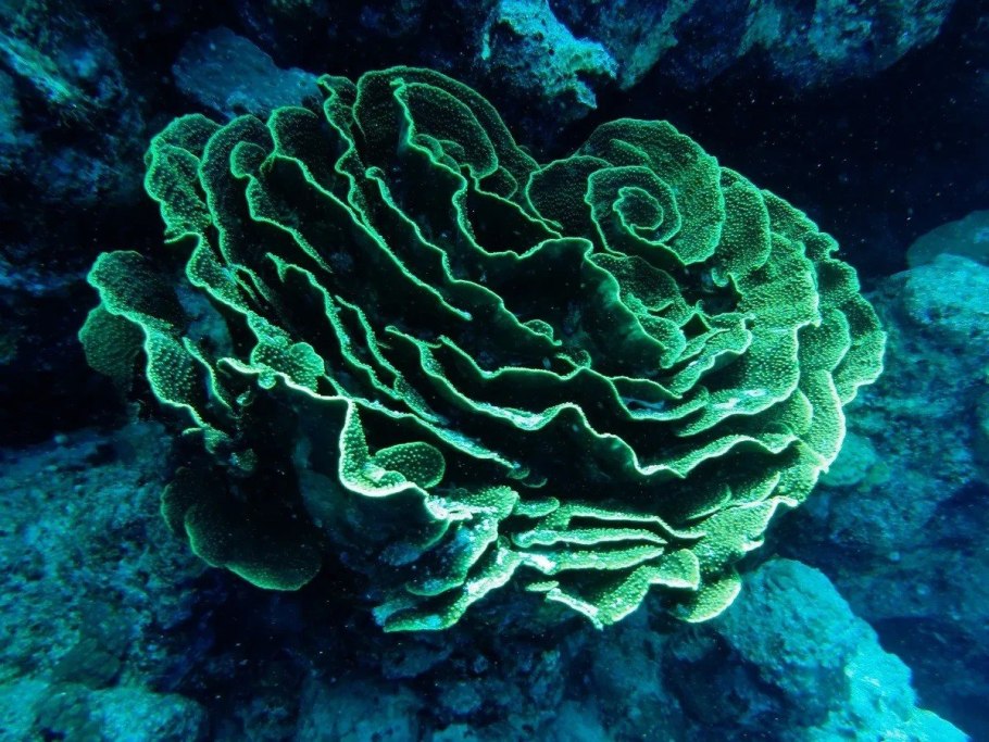 Одноклеточные ксенофиофоры