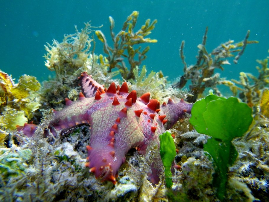 Флора и фауна филиппинского моря