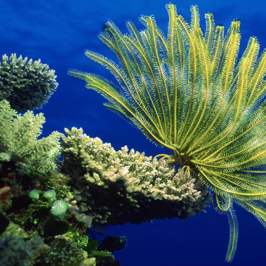 Морская Лилия Египет