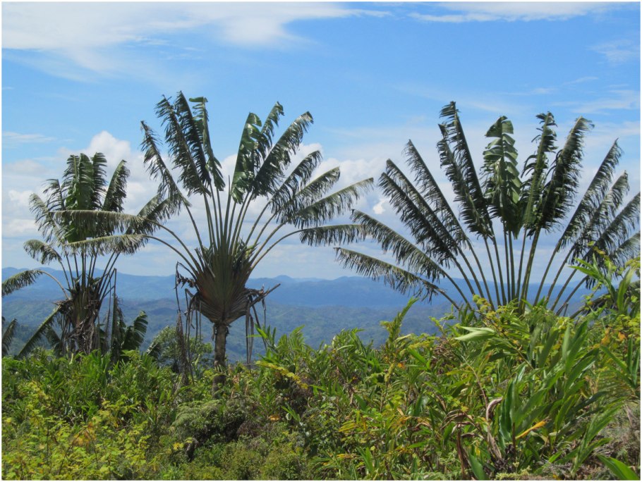 Национальный парк Андасибе-Мантадия