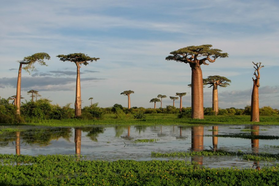 Adansonia madagascariensis