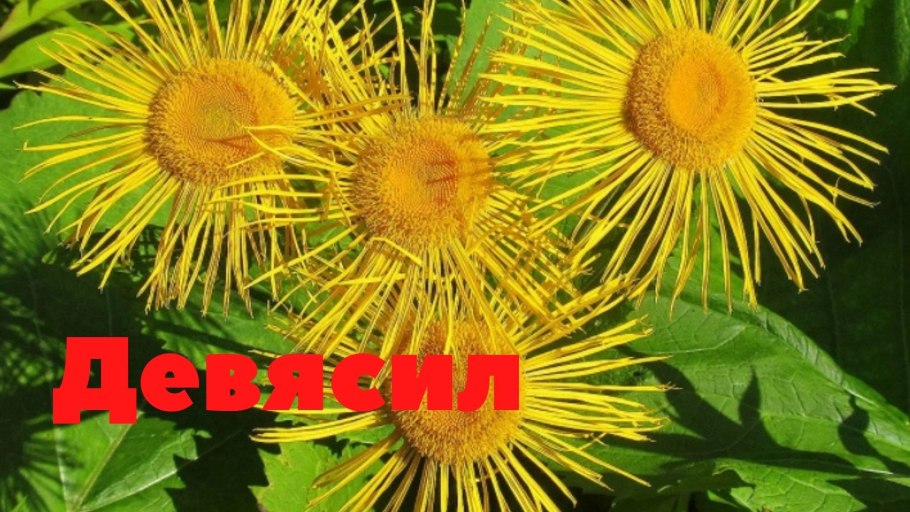 Цветок на Борнео хищник