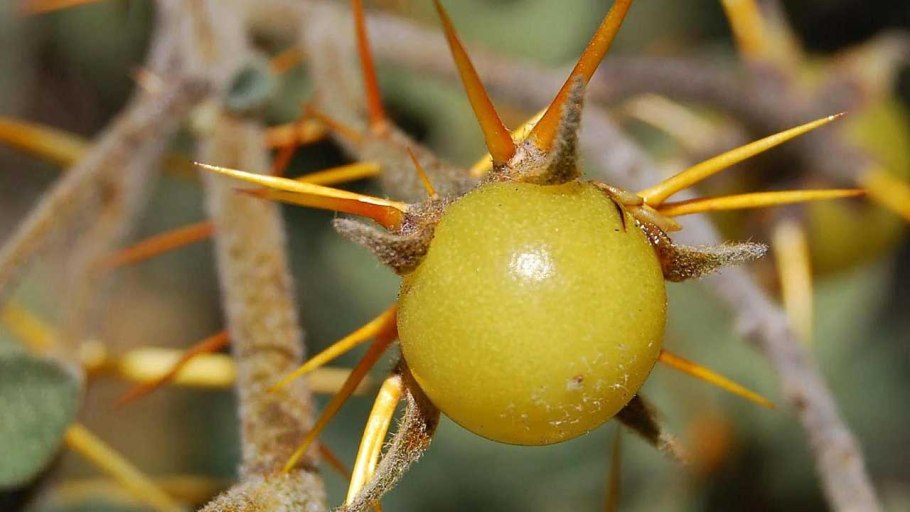 Гвоздичное дерево Сизигиум