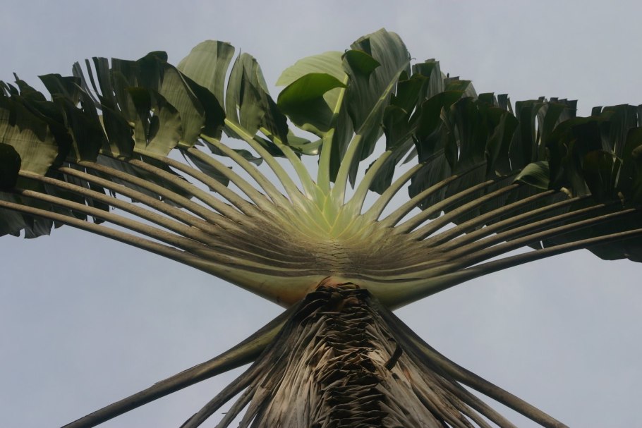 Цветок американский лаконос