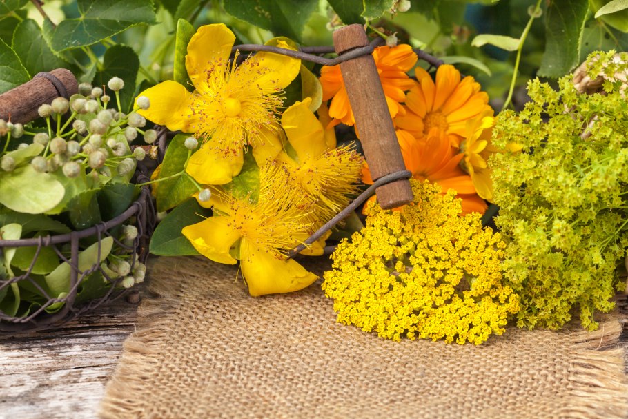 Стапелия Мадагаскарская