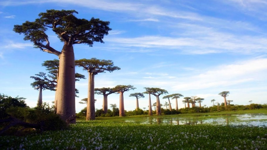 Равенала Мадагаскарская