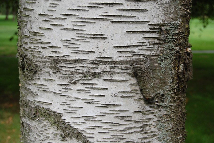 Кора дерева береза