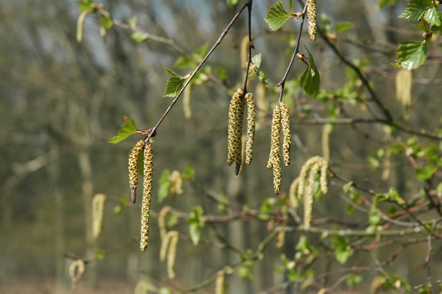 Береза повислая (Betula pendula Roth.)
