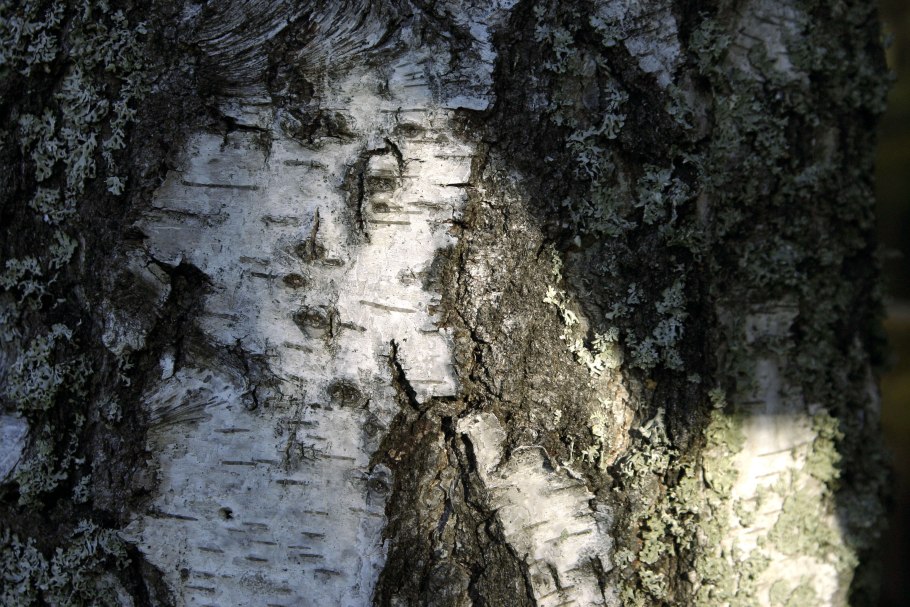 Кора березы