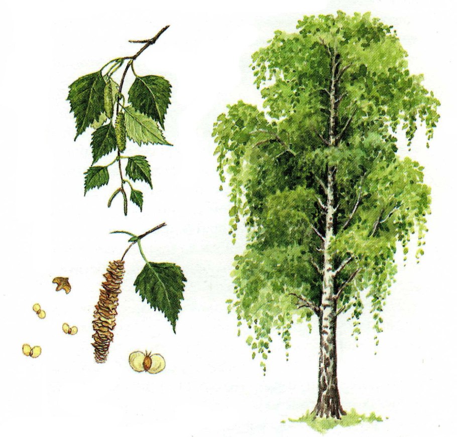 Береза повислая Betula pendula почки сырье