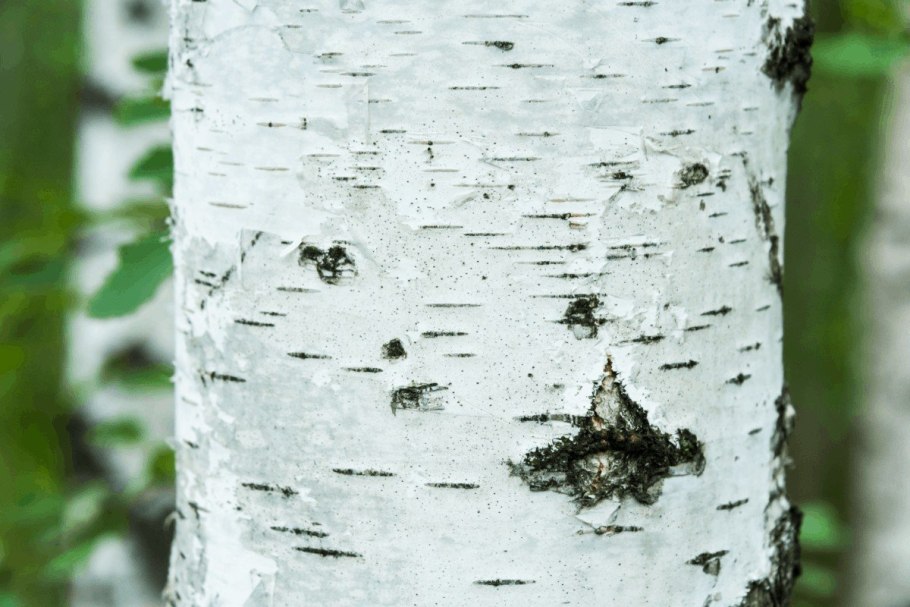 Кора березы