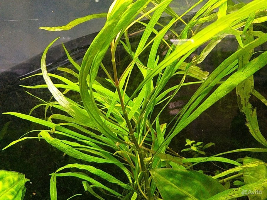 Апоногетон жестколистный аквариумное растение