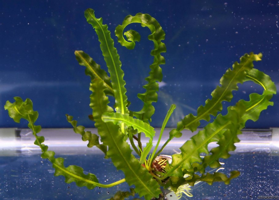 Апоногетон лонгиплюмулозус Aponogeton longiplumulosus