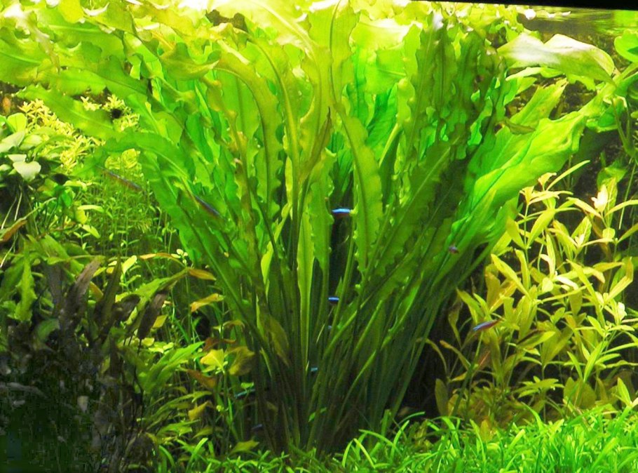 Апоногетон мадагаскарский