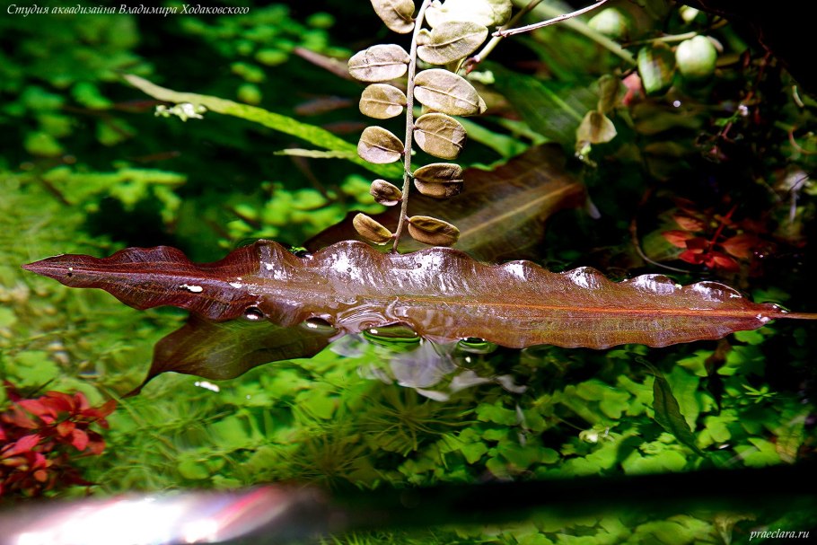 Апоногетон Криспус