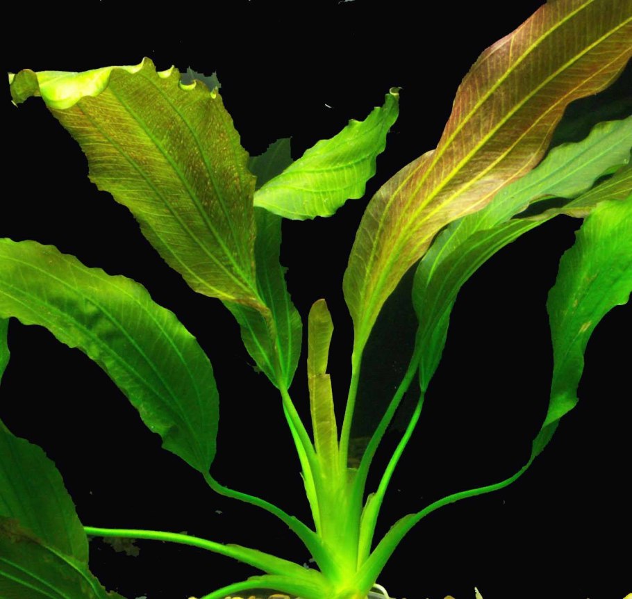 Апоногетон натанс