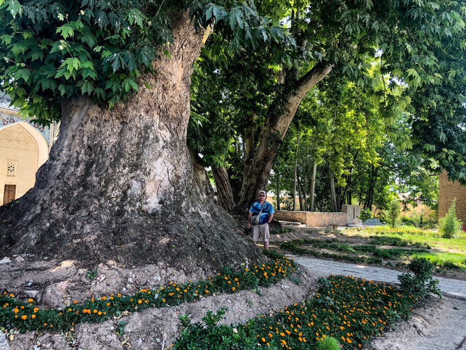 Дерево Платан Узбекистан