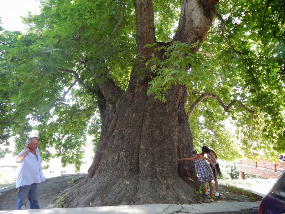 Платан дерево в Телави